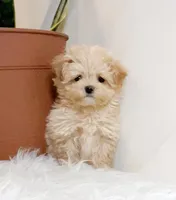 Sosa, a female Maltipoo for sale in Newberry, SC – Photo 2 of 3