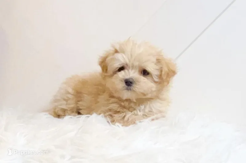 Sosa, a female Maltipoo for sale in Newberry, SC – Photo 1 of 3
