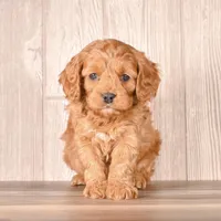 Ford, a male Cavapoo for sale in Newberry, SC – Photo 2 of 3