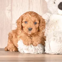 Ford, a male Cavapoo for sale in Newberry, SC – Photo 1 of 3