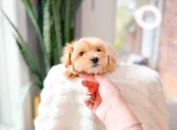 Coral, a female Maltipoo for sale in Newberry, SC – Photo 2 of 7