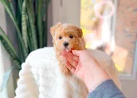 Coral, a female Maltipoo for sale in Newberry, SC – Photo 5 of 7