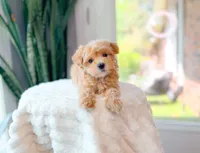 Coral, a female Maltipoo for sale in Newberry, SC – Photo 7 of 7