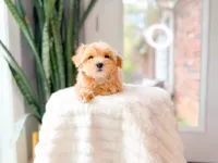 Coral, a female Maltipoo for sale in Newberry, SC – Photo 4 of 7