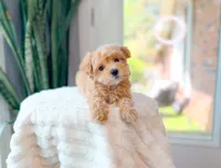 Coral, a female Maltipoo for sale in Newberry, SC – Photo 6 of 7