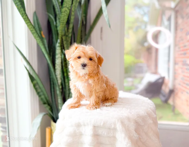 Coral – Maltipoo puppy for sale in Newberry, SC