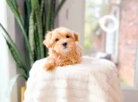 Coral, a female Maltipoo for sale in Newberry, SC – Photo 3 of 7