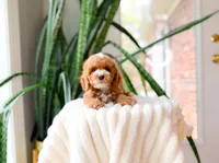 Tito, a male Poodle - Miniature  for sale in Newberry, SC – 3 of 5