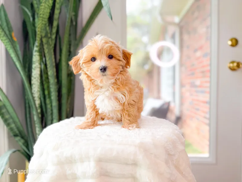 Calla – Maltipoo puppy for sale in Newberry, SC