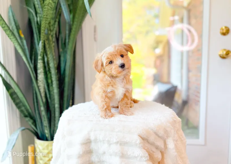 Calla – Maltipoo puppy for sale in Newberry, SC