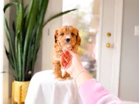 Terry, a male Cavapoo for sale in Newberry, SC – Photo 3 of 7