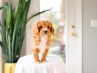 Terry, a male Cavapoo for sale in Newberry, SC – Photo 2 of 7