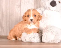 Terry, a male Cavapoo for sale in Newberry, SC – Photo 6 of 7