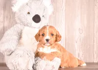 Terry, a male Cavapoo for sale in Newberry, SC – Photo 5 of 7