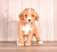 Terry, a male Cavapoo for sale in Newberry, SC – Photo 7 of 7