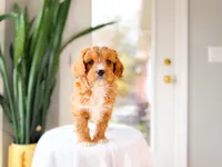 Terry, a male Cavapoo for sale in Newberry, SC – Photo 1 of 7