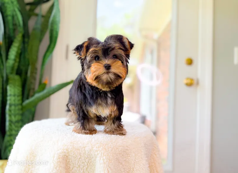 Reba, a female Yorkshire Terrier for sale in Newberry, SC – 1 of 4