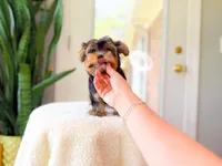 Reba, a female Yorkshire Terrier for sale in Newberry, SC – 3 of 4