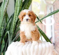 Steve, a male Cavapoo for sale in Newberry, SC – 3 of 3