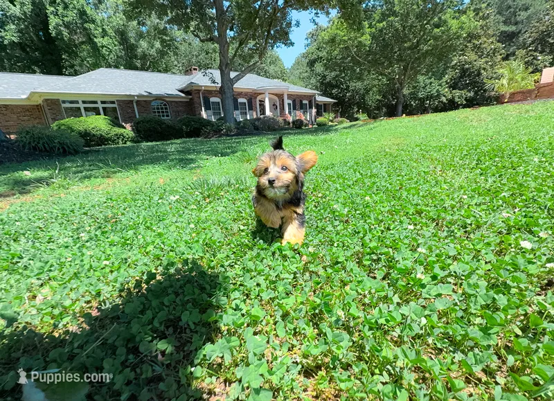 Joy – Yorkipoo puppy for sale in Newberry, SC