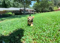 Joy, a female Yorkipoo for sale in Newberry, SC – 1 of 5