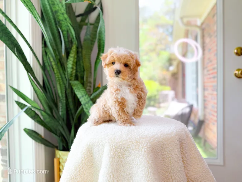 Viggo – Maltipoo puppy for sale in Newberry, SC