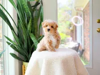 Viggo, a male Maltipoo for sale in Newberry, SC – 1 of 4