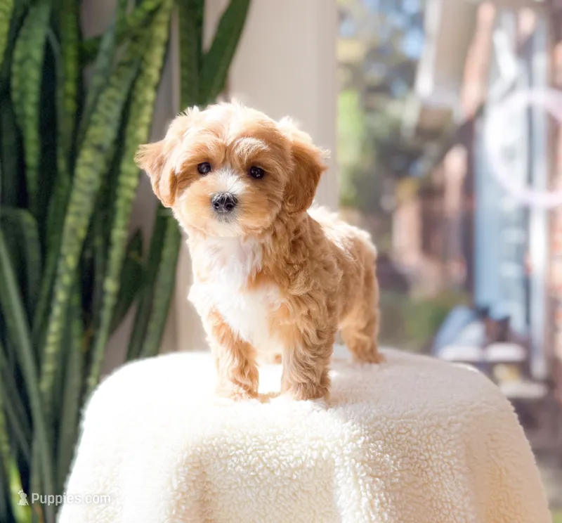 Molly – Maltipoo puppy for sale in Newberry, SC