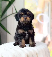 Henry, a male Cavapoo for sale in Newberry, SC – 3 of 3