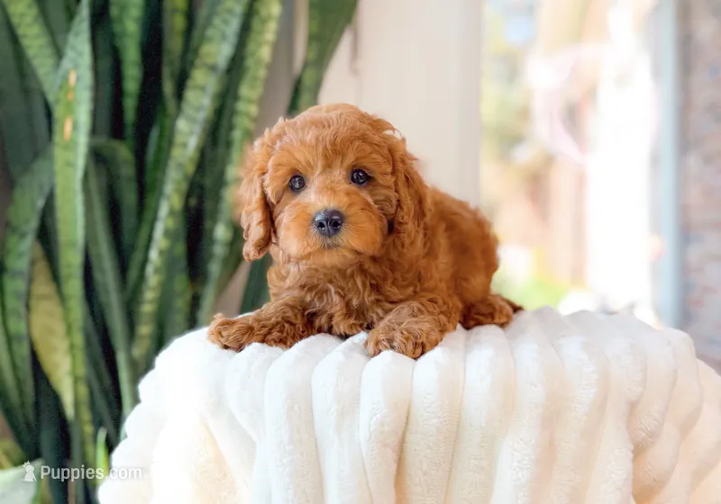 Gaia – Cavapoo puppy for sale in Newberry, SC