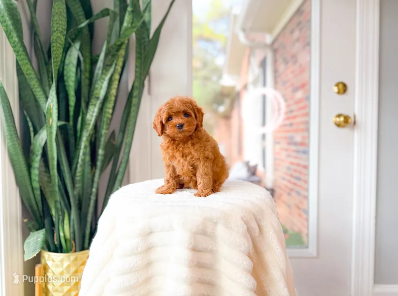 Java – Cavapoo puppy for sale in Newberry, SC