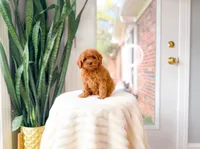Java, a female Cavapoo for sale in Newberry, SC – 1 of 5
