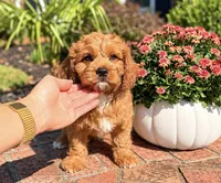 Leo, a male Cavapoo for sale in Newberry, SC – 3 of 3