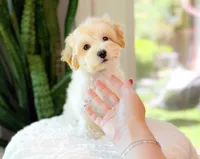 Miso, a male Maltipoo for sale in Newberry, SC – 3 of 3