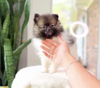 Whisper, a male Pomeranian for sale in Newberry, SC – 3 of 3
