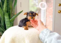 Nova, a female Yorkshire Terrier for sale in Newberry, SC – 2 of 4