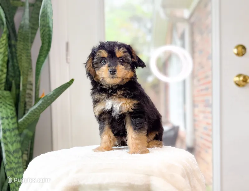 Earle Gray – Miniature Aussiedoodle puppy for sale in Newberry, SC