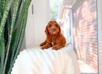 Woodford, a male Miniature Goldendoodle for sale in Newberry, SC – 4 of 4
