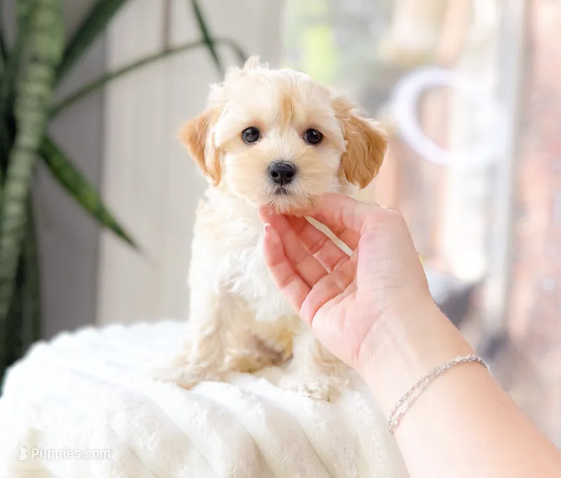 Maverick – Maltipoo puppy for sale in Newberry, SC