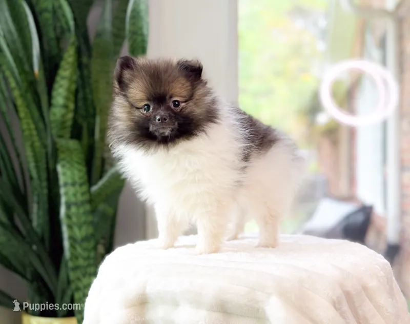 Whisper – Pomeranian puppy for sale in Newberry, SC