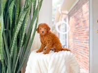 Karma, a female Miniature Goldendoodle for sale in Newberry, SC – 4 of 4