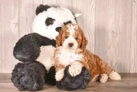 George, a male Cavapoo for sale in Newberry, SC – 2 of 3