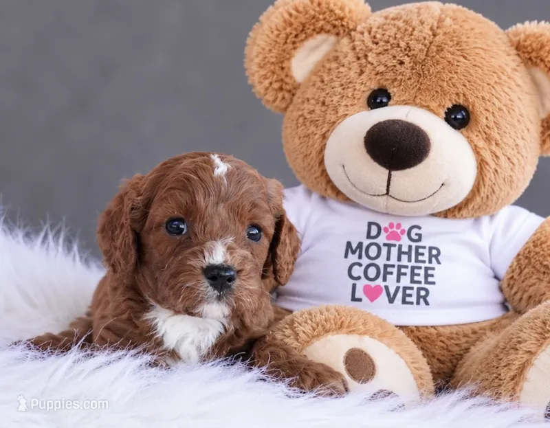 Walter – Cavapoo puppy for sale in Newberry, SC