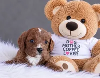 Walter, a male Cavapoo for sale in Newberry, SC – 1 of 1