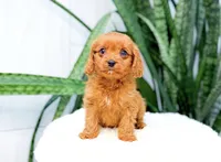 Hank, a male Cavapoo for sale in Newberry, SC – 2 of 3