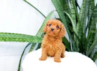 Hank, a male Cavapoo for sale in Newberry, SC – 3 of 3