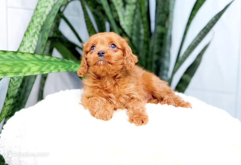 Hank – Cavapoo puppy for sale in Newberry, SC