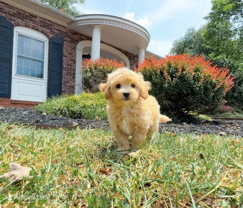Dallas – Maltipoo puppy for sale in Newberry, SC