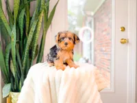 Grace, a female Yorkshire Terrier and Poodle - Miniature  for sale in Newberry, SC – 5 of 5