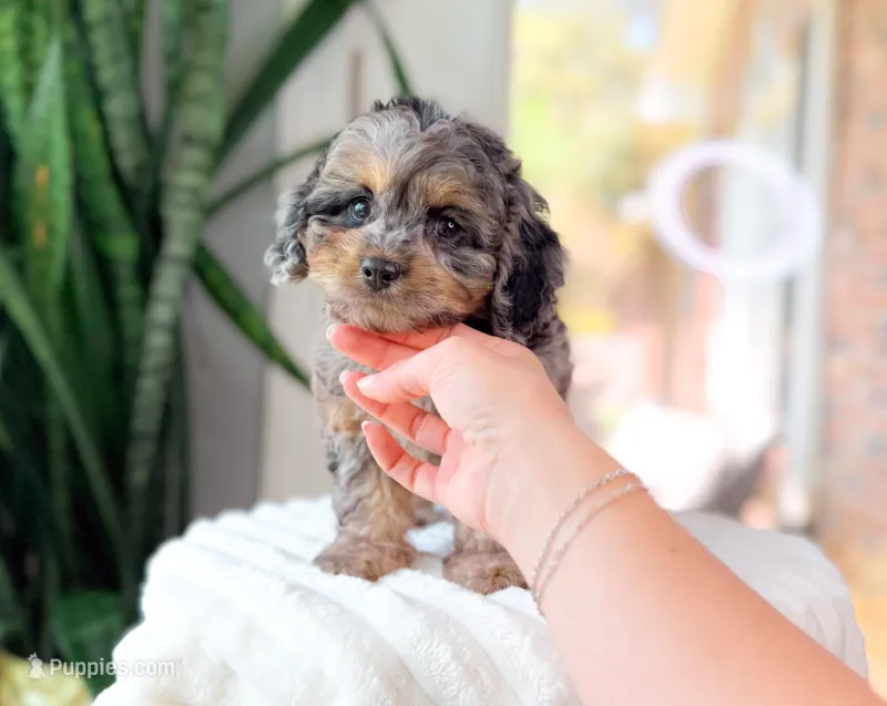 Hudson – Cavapoo puppy for sale in Newberry, SC